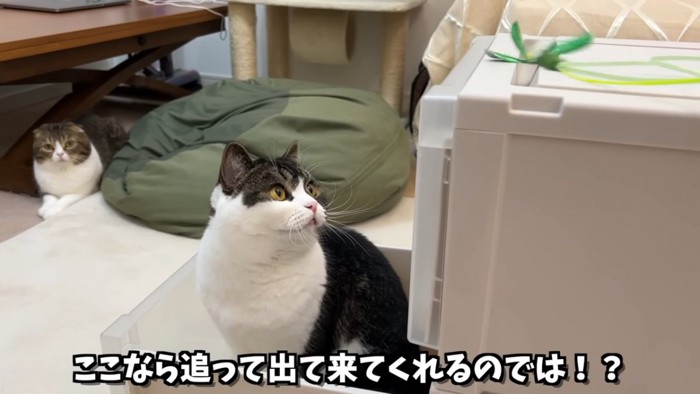 おもちゃを見る猫