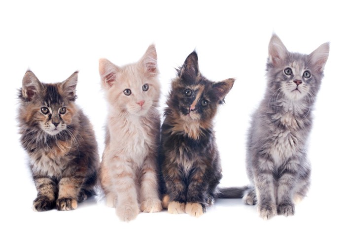 メインクーンの4匹の子猫