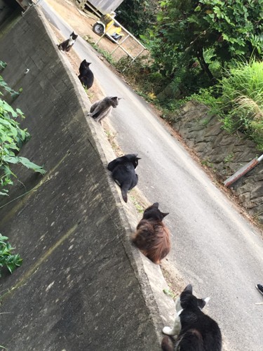 一直線に並んだ猫たち