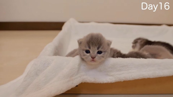 フチに顎を乗せた姿