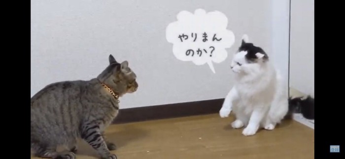 喧嘩の前の猫