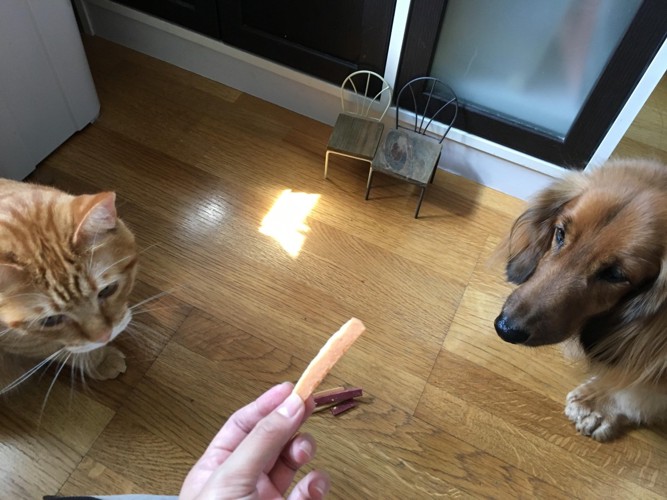 おやつを見つめる犬と猫