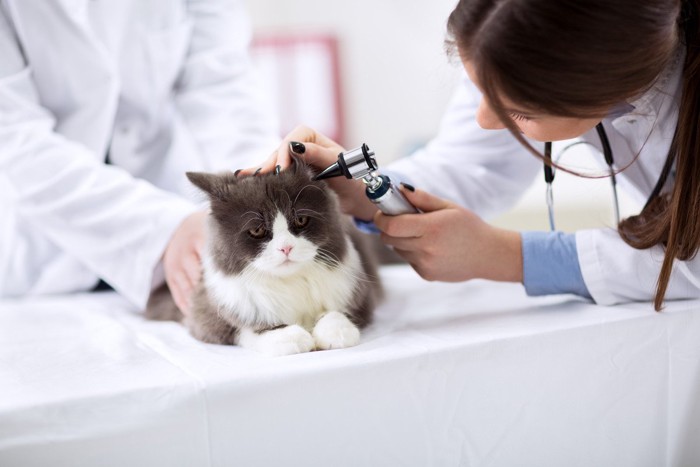 耳を獣医師に診察される猫