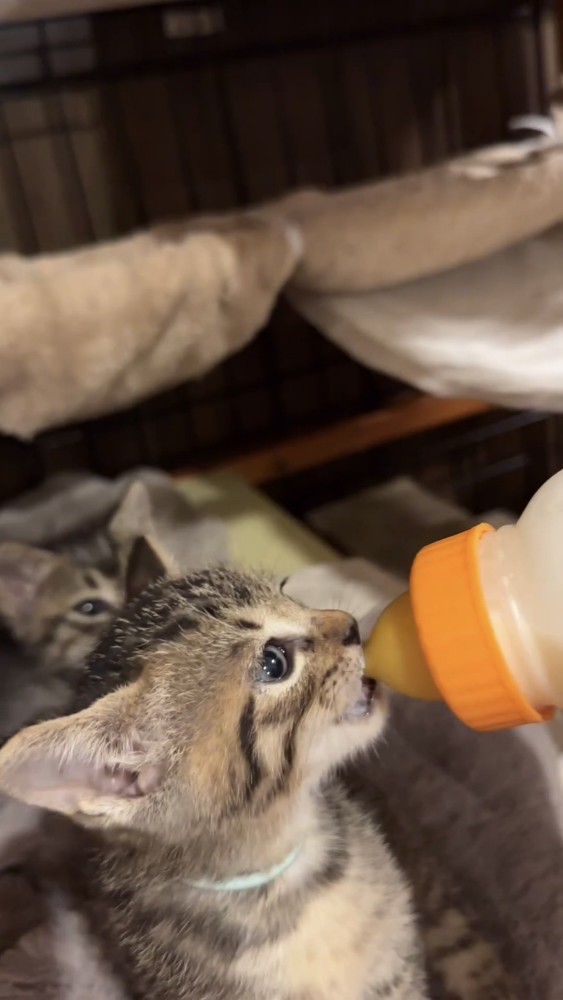 ミルクを飲む子猫