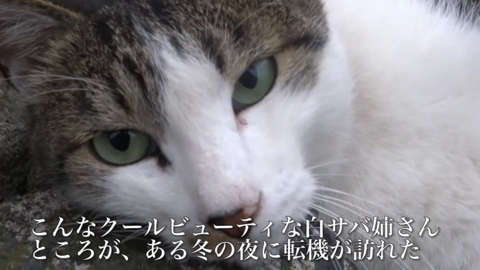 猫の顔