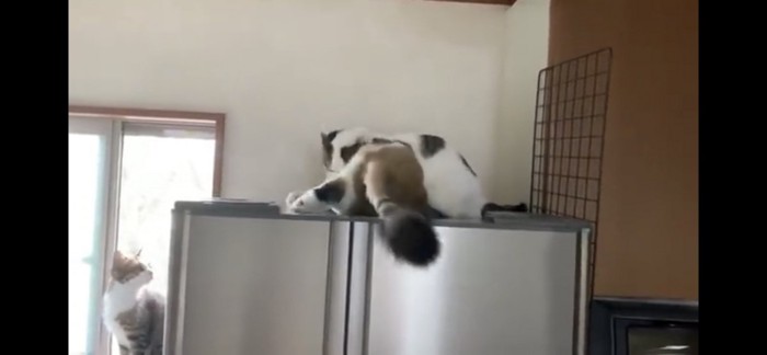 戯れる猫