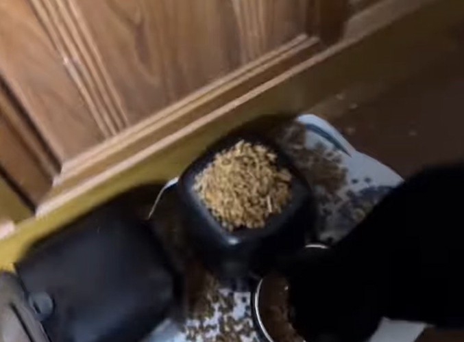 落ちているごはんに視線を戻すハチワレ猫