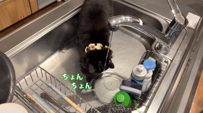 台所で水を飲む猫
