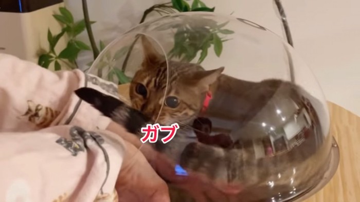 人の手を甘噛みする猫