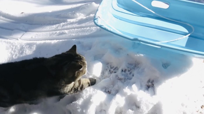 雪の上を歩くスコティッシュフォールド