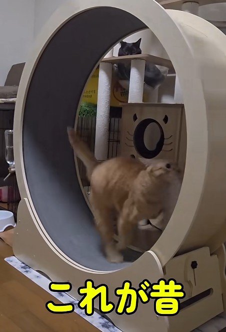キャットホイールで走る猫