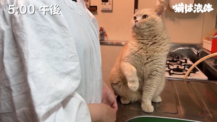 座っている猫