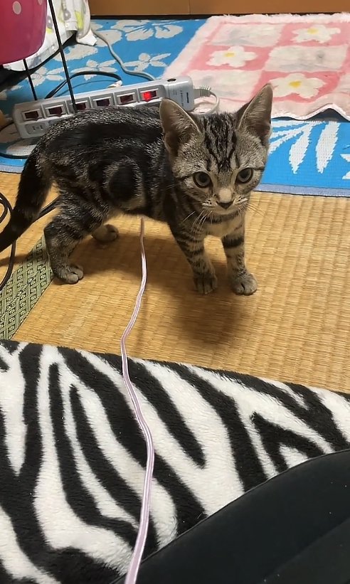 畳の上に立っている子猫