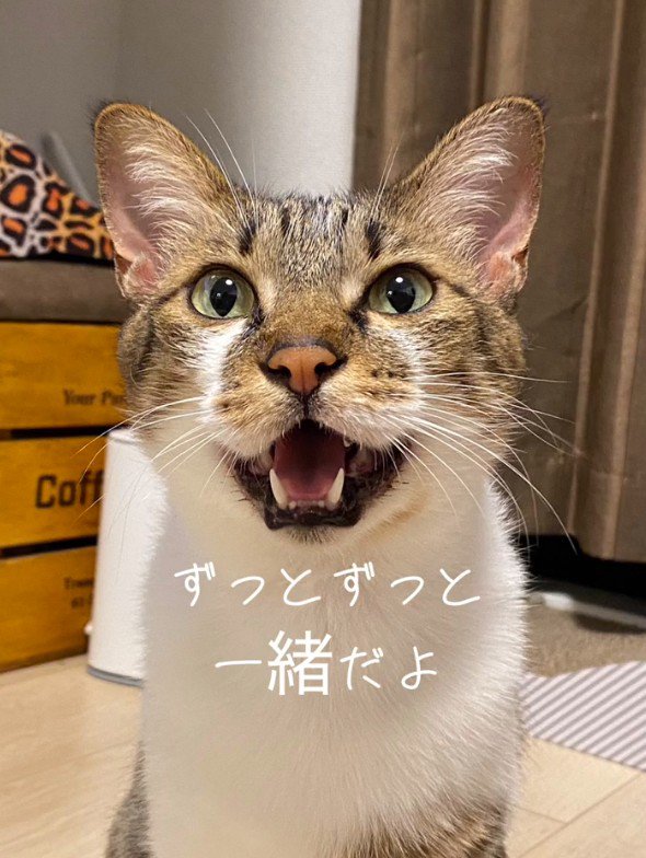 とろろちゃんの顔