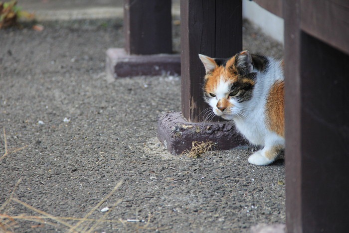 三毛猫