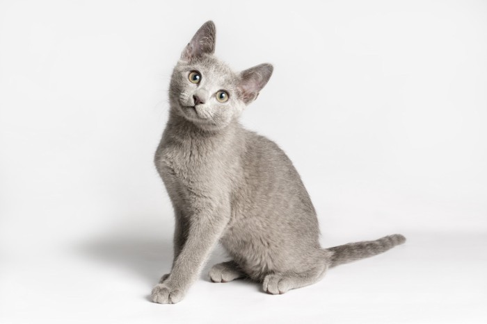 座って首を傾げるロシアンブルーの子猫