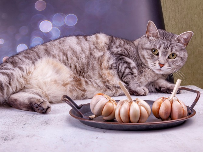 ニンニクのそばで横になっている猫