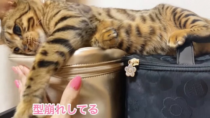 猫パンチする猫