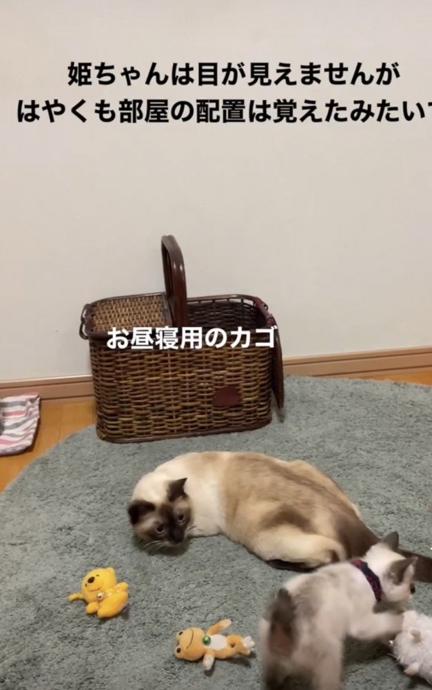 ぬいぐるみで遊ぶ子猫