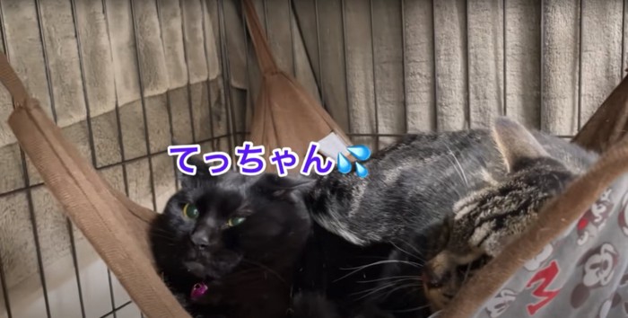 ハンモックの中にいる顔が丸くなった黒猫「てっちゃん」