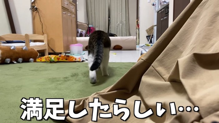 立ち去る猫の後ろ姿