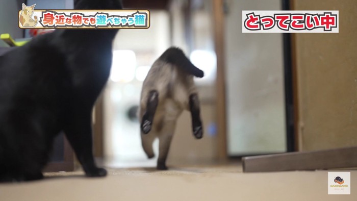 駆けていくシャム猫のお尻