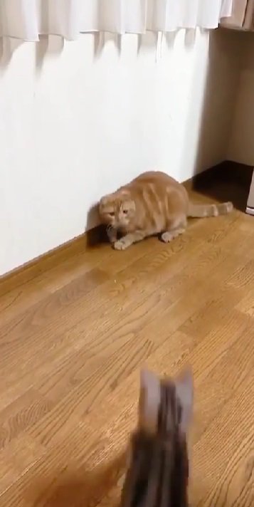 兄猫に向かって走る妹猫