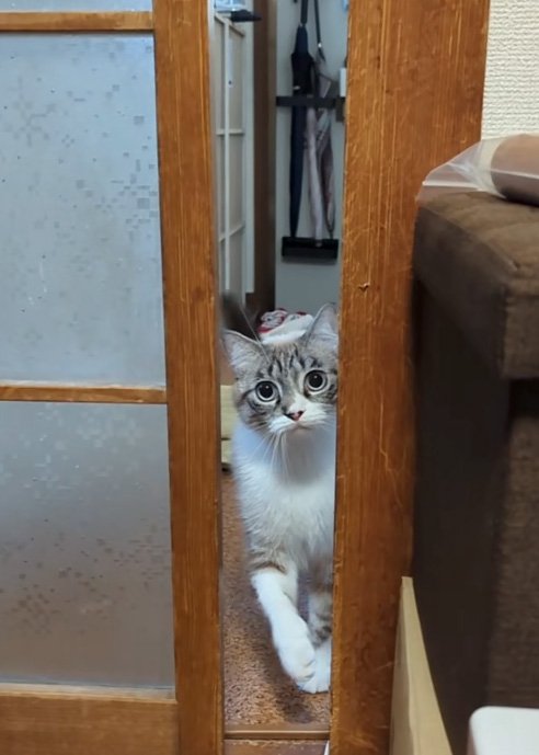 見上げる猫