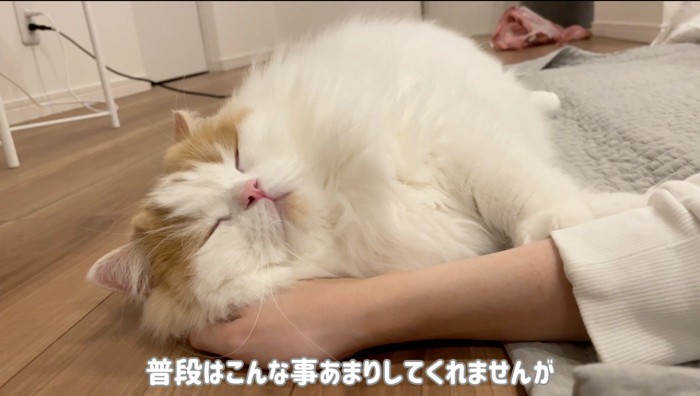 飼い主の手の上に頭を乗せて眠る猫