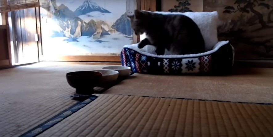 ベッドの中の猫