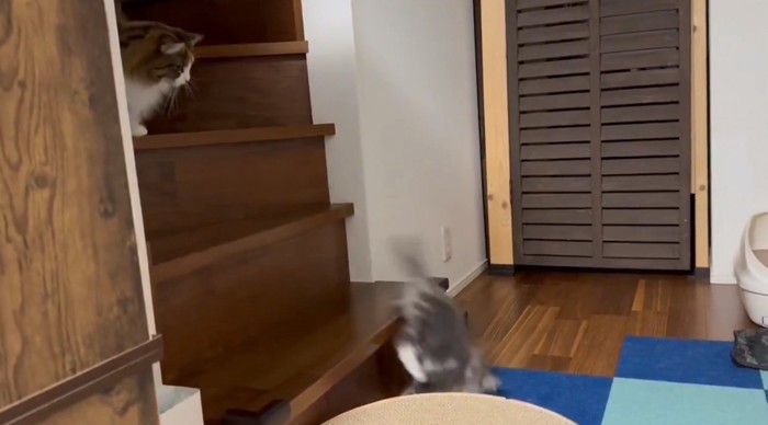 階段から落ちる子猫