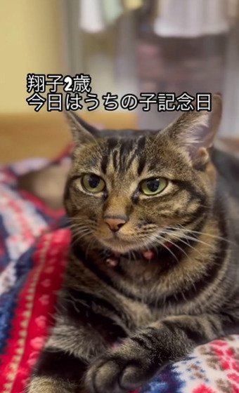 毛布の上でくつろぐ猫