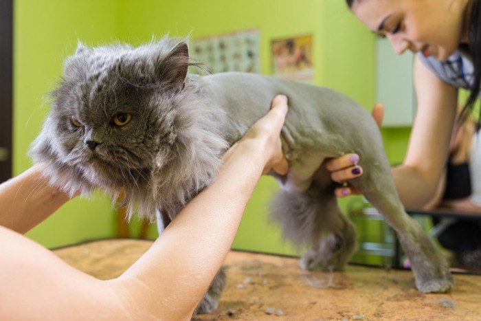 サマーカット中の猫