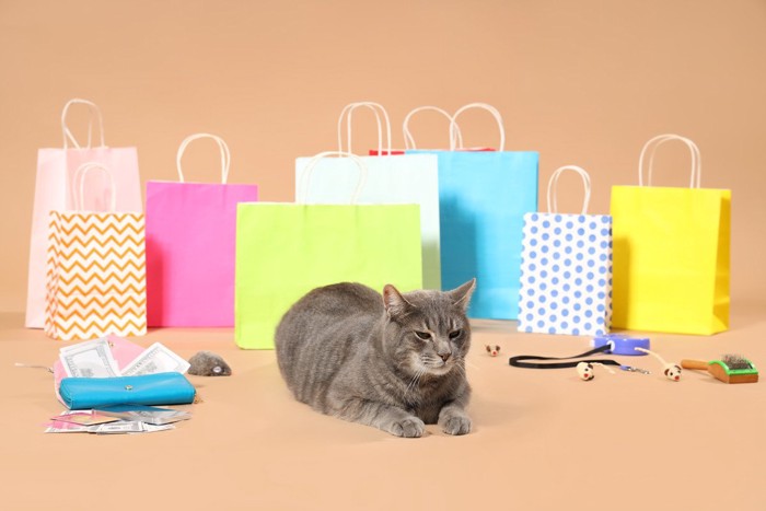 紙袋の前で微妙な顔をする猫