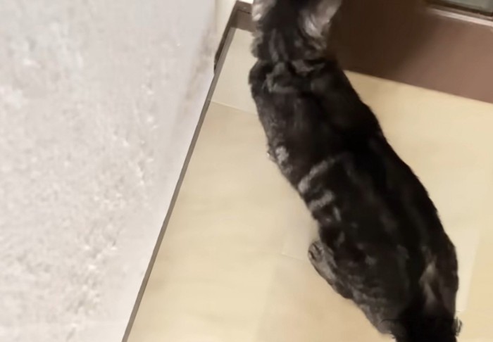 扉を開けるのを待つ猫