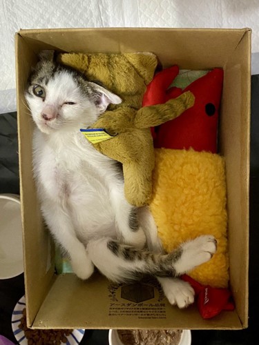 おもちゃの箱の中でくつろぐ子猫