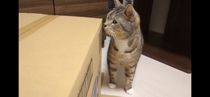 ダンボールのにおいを嗅ぐ猫