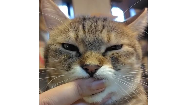 指をしゃぶる猫