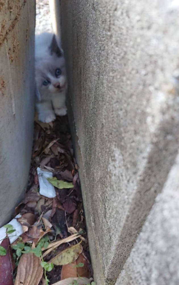 コンクリートの隙間に挟まる子猫