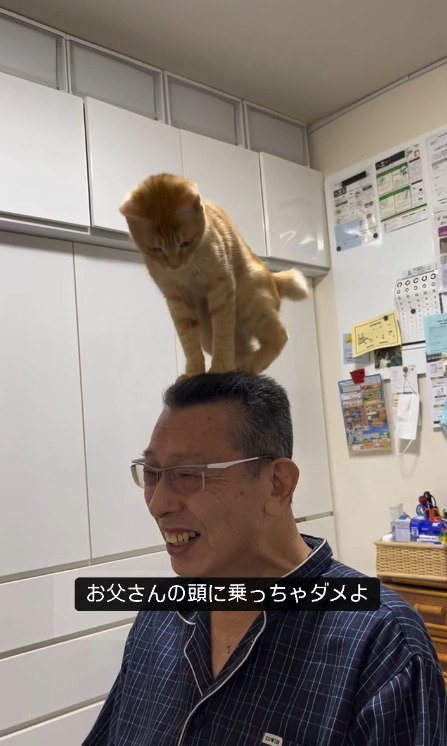 お父さんを見下げる猫