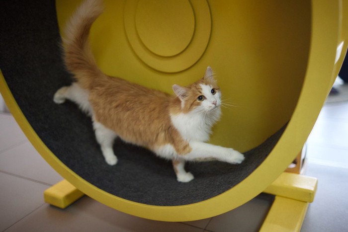走る猫