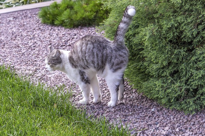 外の植え込みにスプレーを行う猫