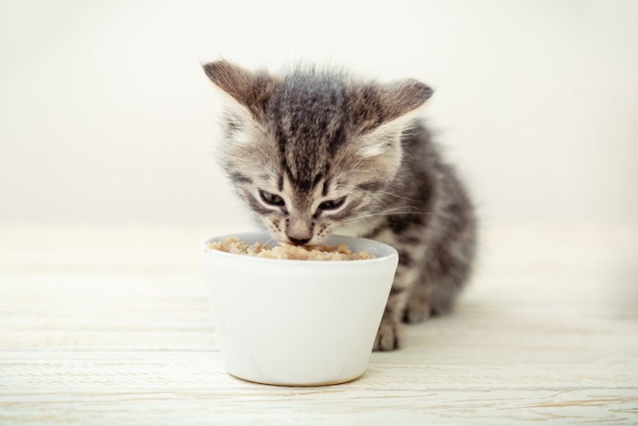 餌を食べる子猫