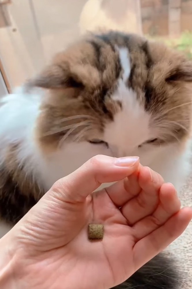 おやつを見つめる猫