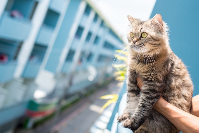 飼い主に抱かれて外を見つめる猫