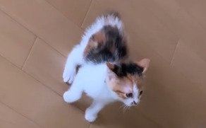 毛を逆立てる子猫