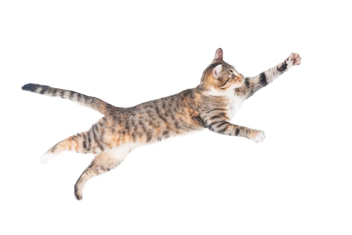 横っ飛びする猫