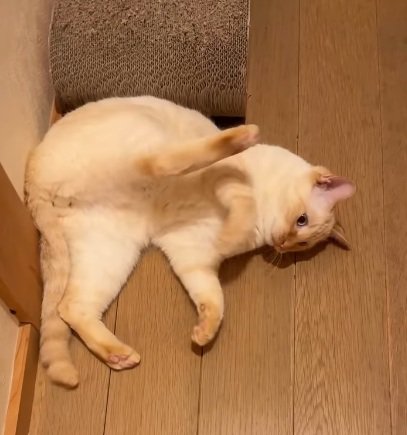 寝転がってお腹を見せている猫