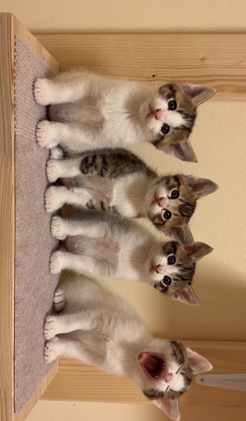 向かって右端の目を瞑ってあくびをしている子猫と3匹の子猫
