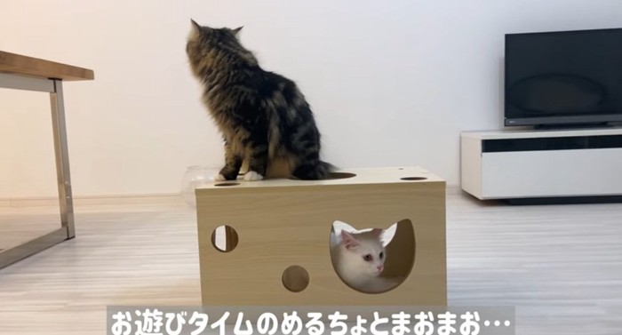 ハウスの中の猫